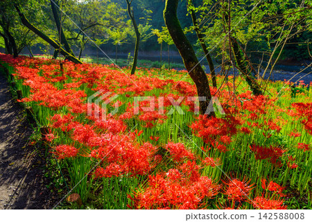 在一個晴朗的秋日早晨,錦繡田的蜘蛛百合盛開,以駒川的流水和對岸的綠色森林為背景。 在一個晴朗的秋日早晨,錦繡田的蜘蛛百合盛開,以駒川的流水和對岸的綠色森林為背景。 142588008