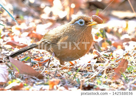 A Hwamei butterfly holding an acorn in its mouth A Hwamei butterfly holding an acorn in its mouth 142588036