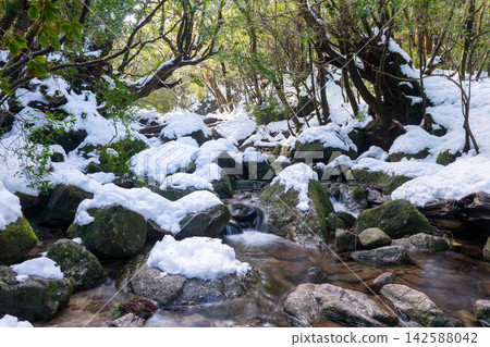 Yakushima Shiratani Unsuikyo Gorge: A Gorge of Extreme Cold (Winter) Yakushima Shiratani Unsuikyo Gorge: A Gorge of Extreme Cold (Winter) 142588042