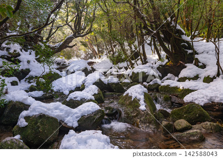 屋久島白谷雲水峽:嚴寒峽谷(冬季) 屋久島白谷雲水峽:嚴寒峽谷(冬季) 142588043