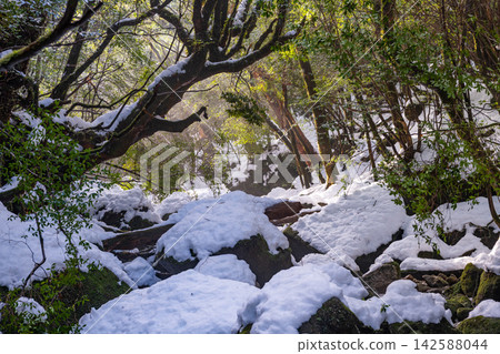 屋久島白谷雲水峽:嚴寒峽谷(冬季) 屋久島白谷雲水峽:嚴寒峽谷(冬季) 142588044
