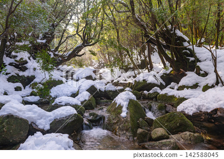 屋久島白谷雲水峽:嚴寒峽谷(冬季) 屋久島白谷雲水峽:嚴寒峽谷(冬季) 142588045
