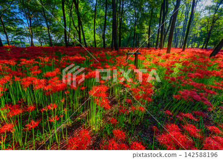 On a clear autumn morning, the rising sun from the right front creates beautiful radial shadows and spider lilies in the fully bloomed Kinchakuda rice field. On a clear autumn morning, the rising sun from the right front creates beautiful radial shadows and spider lilies in the fully bloomed Kinchakuda rice field. 142588196