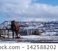 A camel standing in snowy Cappadocia 142588202