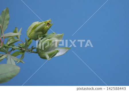 激情之芽 激情之芽 142588443