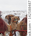 Two camels stand out against the snowy landscape of Cappadocia. 142588487