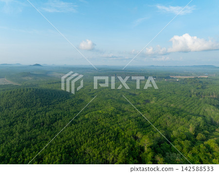 Green tree canopy stretching across plantation landscape. Natural carbon sink, sustainable land use, climate resilience, forestry and environmental conservation. Sustainability, natural carbon sink. 142588533