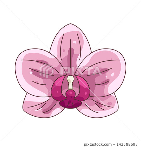 Illustration of pink orchid Illustration of pink orchid 142588695
