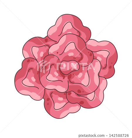 Illustration of pink carnation Illustration of pink carnation 142588726