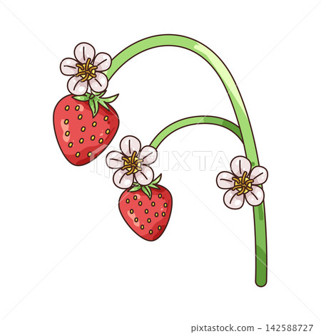 Illustration of strawberry fruit and flower Illustration of strawberry fruit and flower 142588727