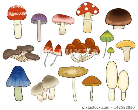 一組各式各樣的蘑菇插圖 142588880
