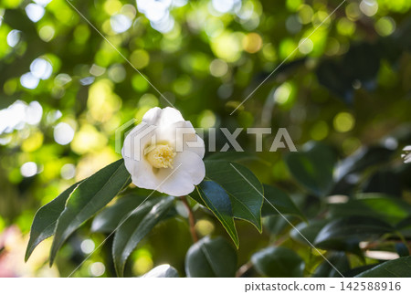 日本冬季花卉:山茶花 日本冬季花卉:山茶花 142588916