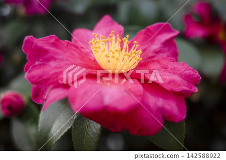 日本冬季花卉:山茶花 日本冬季花卉:山茶花 142588922