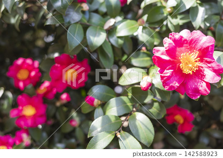 日本冬季花卉:山茶花 日本冬季花卉:山茶花 142588923