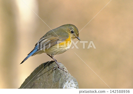 Ruribitaki(女) Ruribitaki(女) 142588936