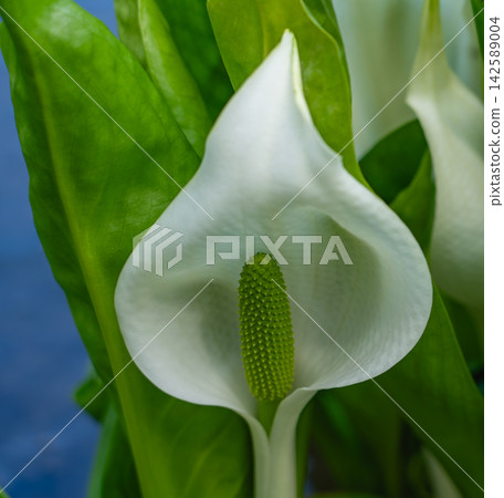 A close-up of the white spathe and green spadix of the skunk cabbage. A close-up of the white spathe and green spadix of the skunk cabbage. 142589004