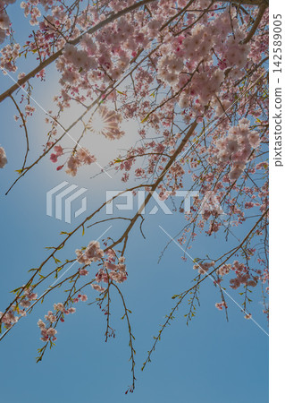 Weeping cherry blossoms in full bloom, with the sun shining through them against a blue sky. Weeping cherry blossoms in full bloom, with the sun shining through them against a blue sky. 142589005