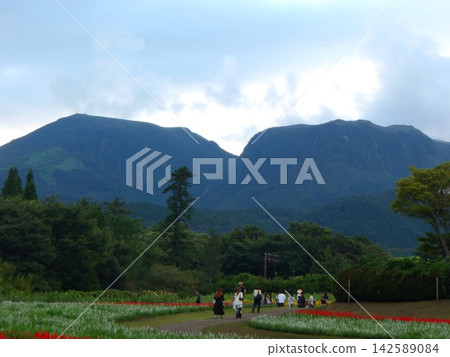 大分縣竹田市九重花卉公園的廣闊景觀和許多遊客 大分縣竹田市九重花卉公園的廣闊景觀和許多遊客 142589084