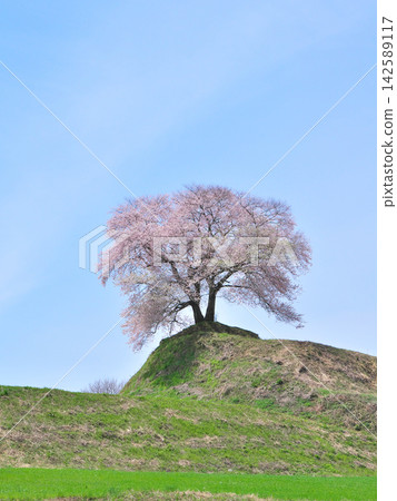 A single cherry tree - The "Heidodan Cherry Tree" blooms beautifully in full glory on a small hill. A single cherry tree - The "Heidodan Cherry Tree" blooms beautifully in full glory on a small hill. 142589117
