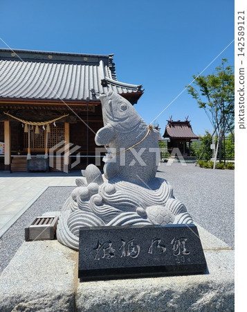 久喜市八坂神社的小鯉魚 久喜市八坂神社的小鯉魚 142589121