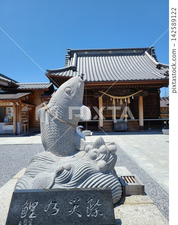 久喜市八坂神社的小鯉魚 久喜市八坂神社的小鯉魚 142589122