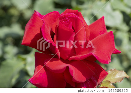 紅玫瑰花 142589235