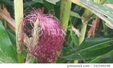 Fresh Green Corn Plant Growth and Textures 142589296