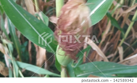 grass in the park 142589342