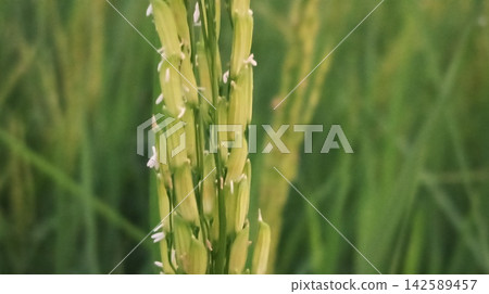 green rice plant in rice field green rice plant in rice field 142589457