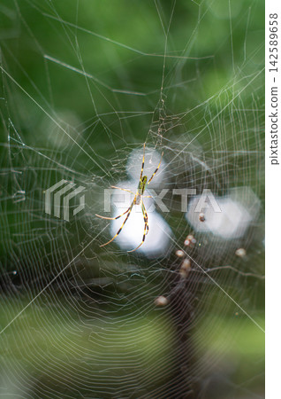 spider spider 142589658
