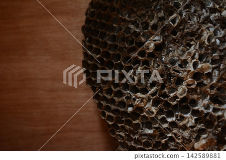 Close up of an abandoned wasp nest displaying complex cellular design Close up of an abandoned wasp nest displaying complex cellular design 142589881