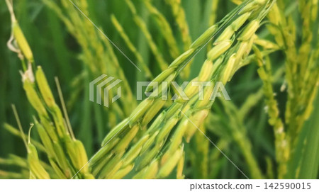 Fresh Green Rice Grains Developing on Panicles Fresh Green Rice Grains Developing on Panicles 142590015