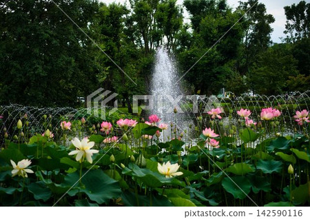 高大的噴泉周圍環繞著蓮花 高大的噴泉周圍環繞著蓮花 142590116