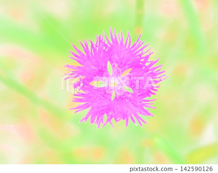 草地上盛開的康乃馨(afw20260821105901) 草地上盛開的康乃馨(afw20260821105901) 142590126