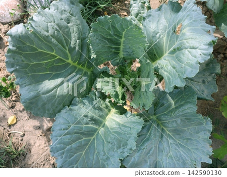 cabbage in the garden cabbage in the garden 142590130