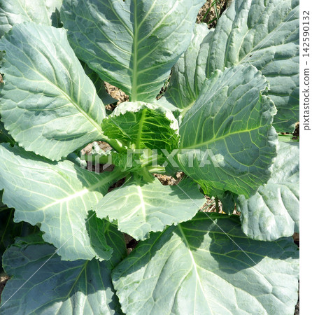 cabbage in the garden cabbage in the garden 142590132