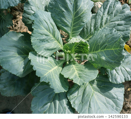 cabbage in the garden cabbage in the garden 142590133
