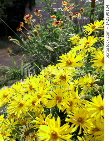yellow flowers in garden yellow flowers in garden 142590134