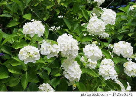 White, round hydrangeas, cotton-capped flowers White, round hydrangeas, cotton-capped flowers 142590171