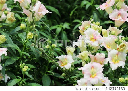 Pastel pink snapdragons Pastel pink snapdragons 142590183