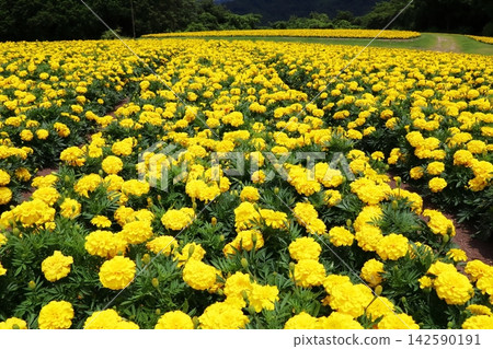 Yellow marigold flower field Yellow marigold flower field 142590191