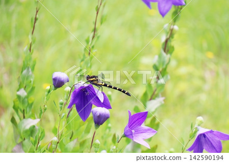 A small dragonfly perched on a bellflower. 142590194