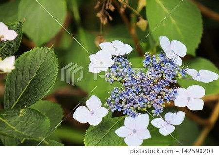 Wild mountain hydrangea Wild mountain hydrangea 142590201