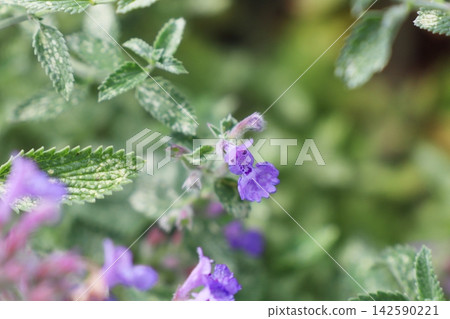 紫貓薄荷花 紫貓薄荷花 142590221