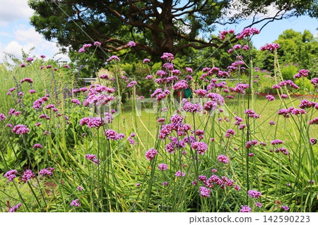 Three-foot verbena, which blooms with purple flowers. Three-foot verbena, which blooms with purple flowers. 142590223