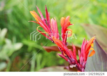 美人蕉,葉片大而呈銅色,開橙色花朵。 美人蕉,葉片大而呈銅色,開橙色花朵。 142590224