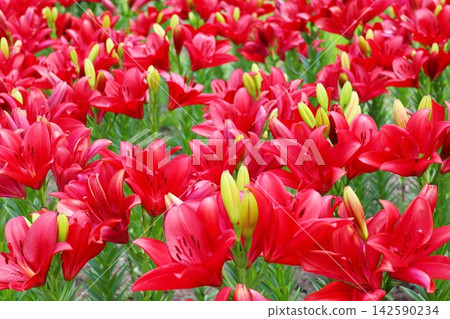 鮮紅的百合花，阿曼迪爾 142590234