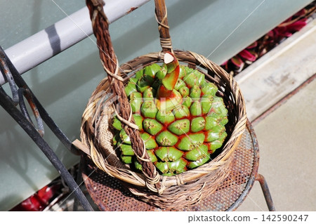 Fruit of Vyoteotaki Fruit of Vyoteotaki 142590247