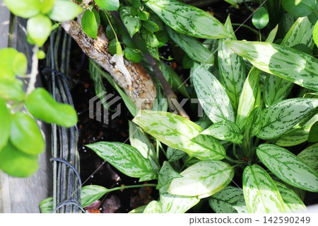 Aglaonema with beautiful leaf patterns Aglaonema with beautiful leaf patterns 142590249