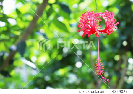 鮮紅的木槿花 鮮紅的木槿花 142590251